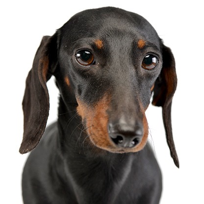 ダックスフンド