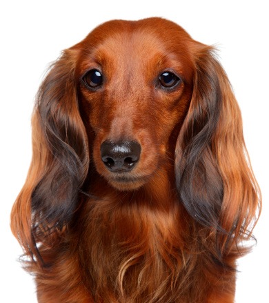 ダックスフンド