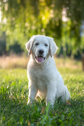 ダックスフンド