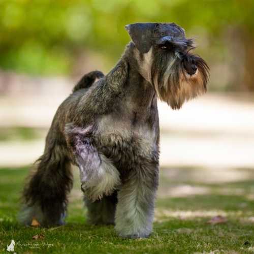 ダックスフンド