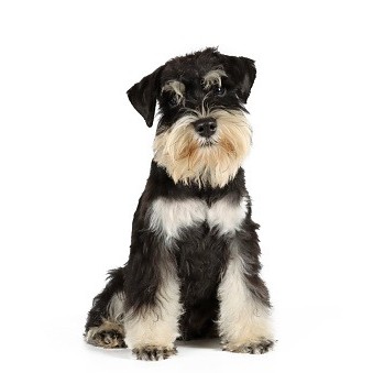 ダックスフンド