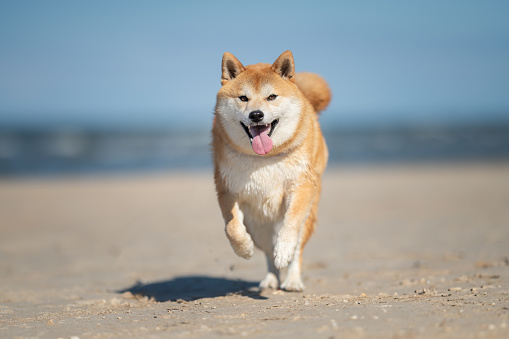 ダックスフンド