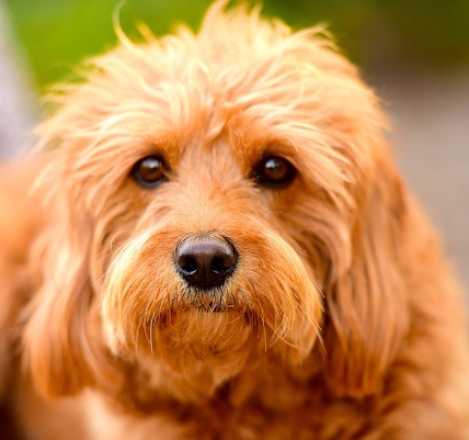 ダックスフンド